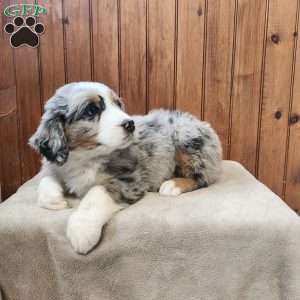 Max, Bernedoodle Puppy